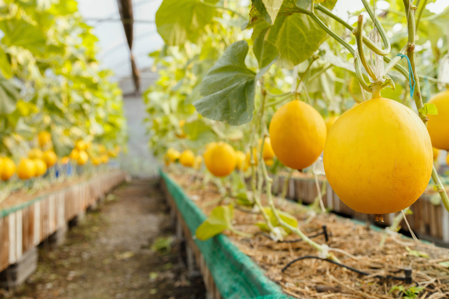 25 KOLKHOZNITSA MELON Collective Farm Woman Cucumis Melo Russian Fruit Seeds