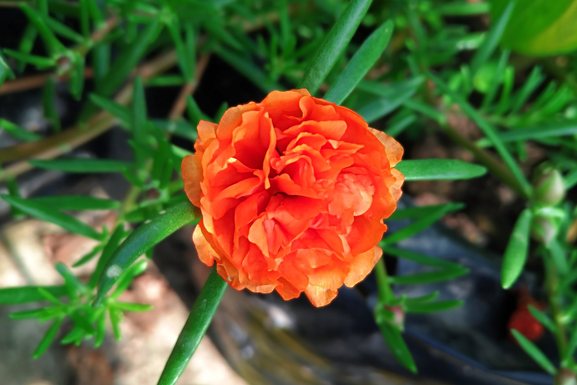 portulaca indoor plant 100 Orange PORTULACA MOSS ROSE Portulaca Grandiflora Succulent Flower Seeds