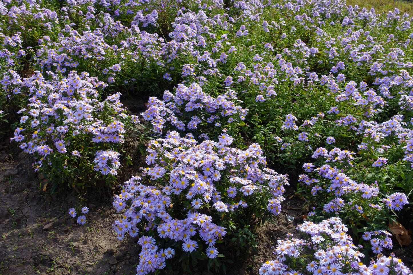 50 Blue RICE BUTTON ASTER Dumosus Flower Seeds