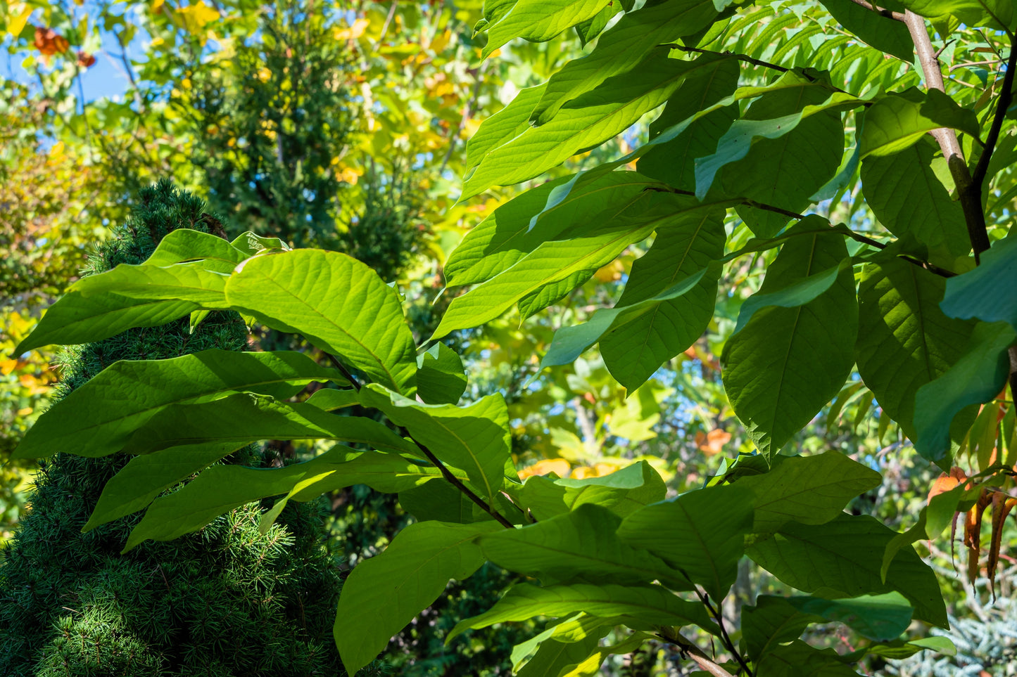 5 PAW PAW Fruit TREE Indian Banana Asimina Triloba Flower Seeds