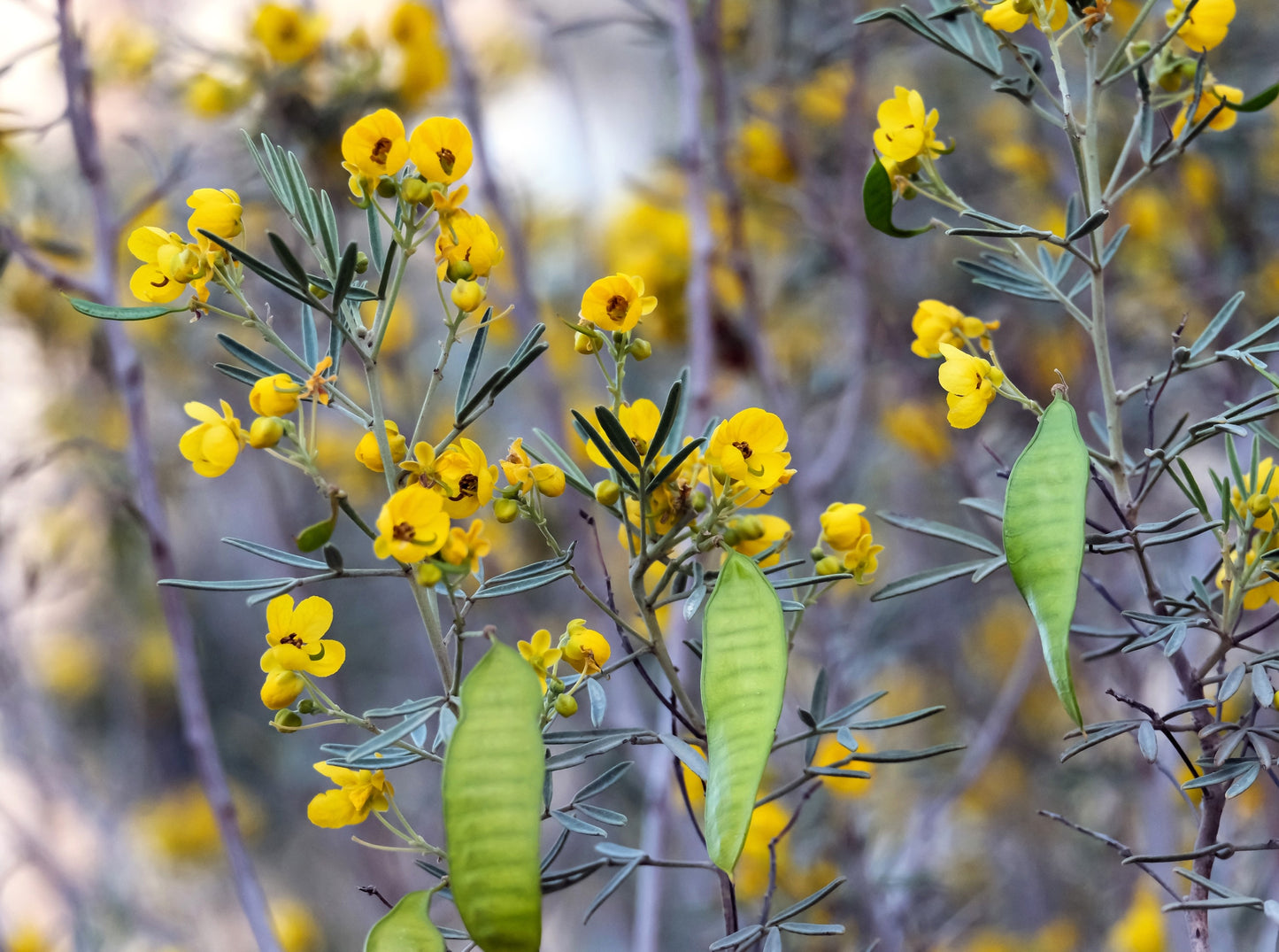 50 Yellow FEATHERY CASSIA Green Senna Artemisioides Seeds