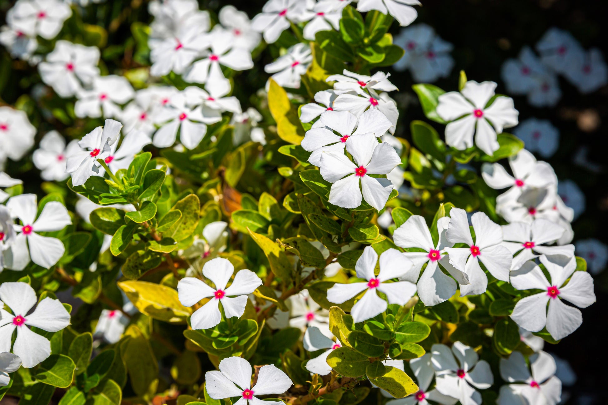 periwinkle flower seeds 100 BRIGHT EYES PERIWINKLE Vinca Rosea Dwarf White & Pink Flower Seeds – Seedville USA