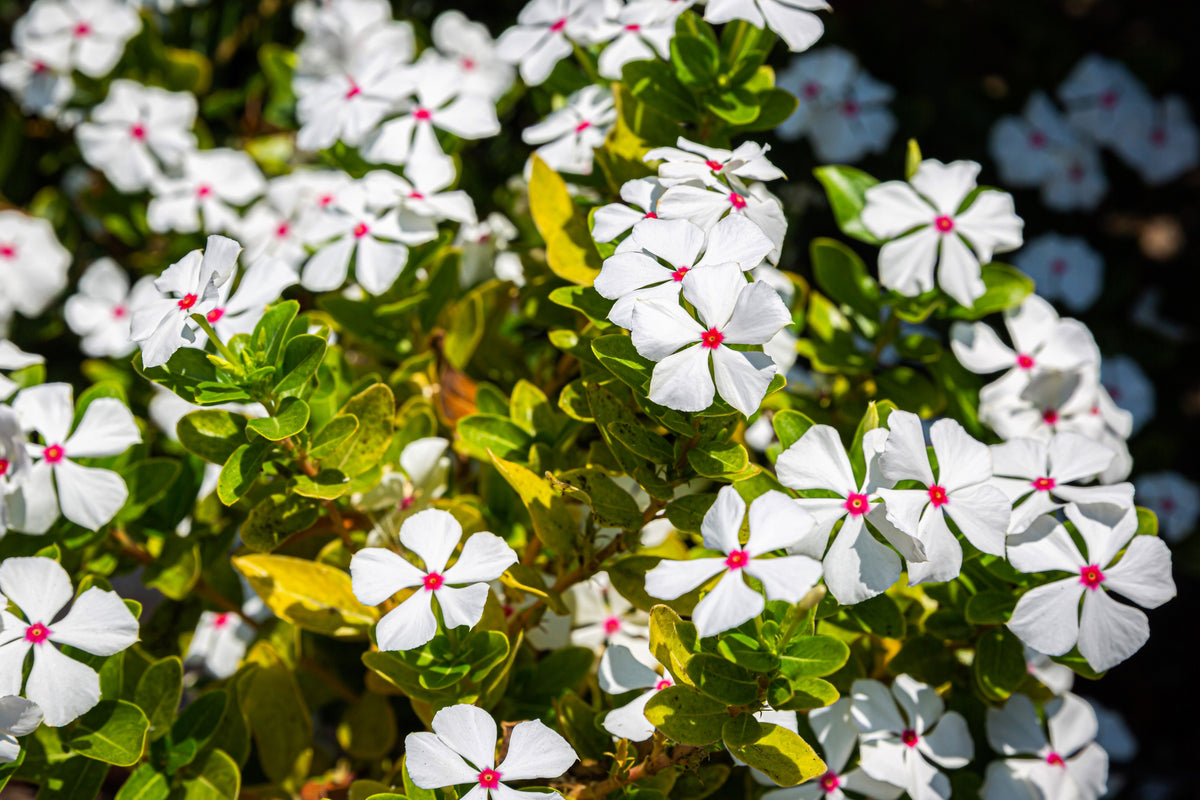 100 BRIGHT EYES PERIWINKLE Vinca Rosea Dwarf White & Pink Flower Seeds ...