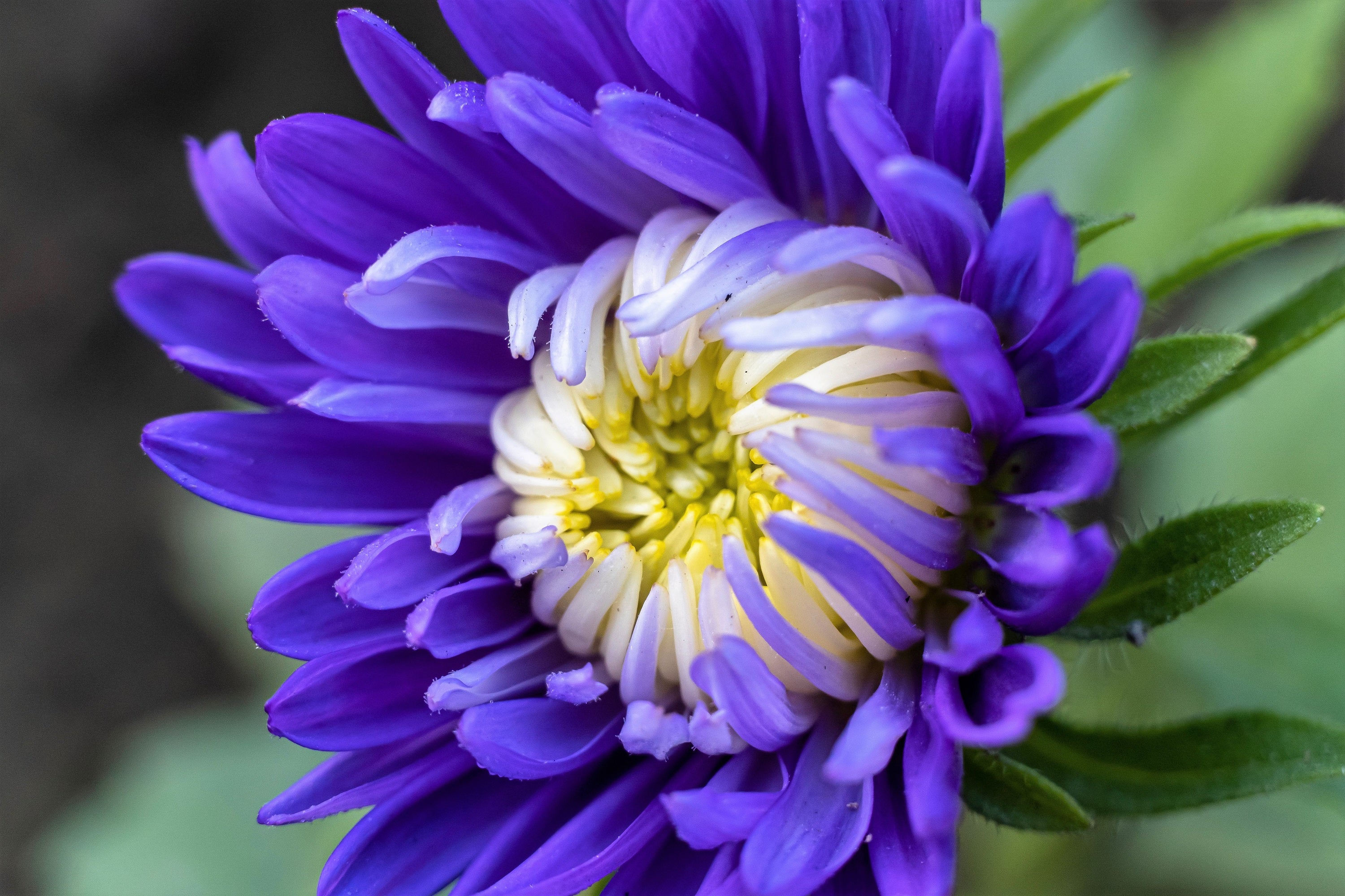 Citrus Glow Mum Chrysanthemum Seeds – 200+ Seeds, Fresh Flower Seeds For Planting