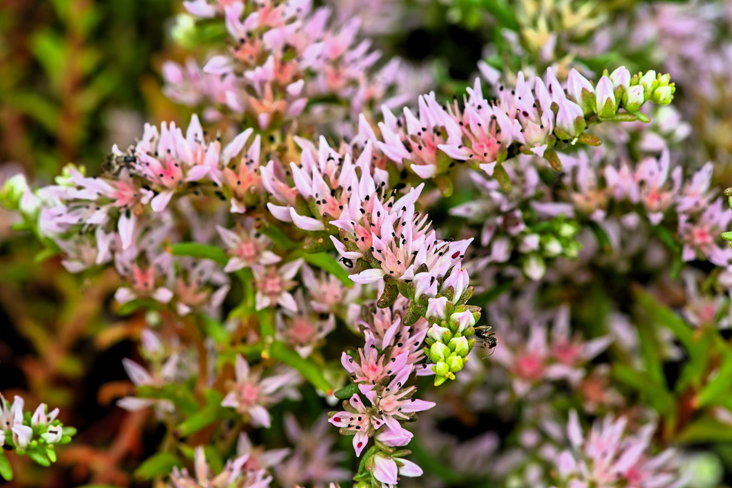 50 SEASTAR / WIDOWS Cross SEDUM Sea Star Stonecrop Sedum Pulchellum Flower Seeds
