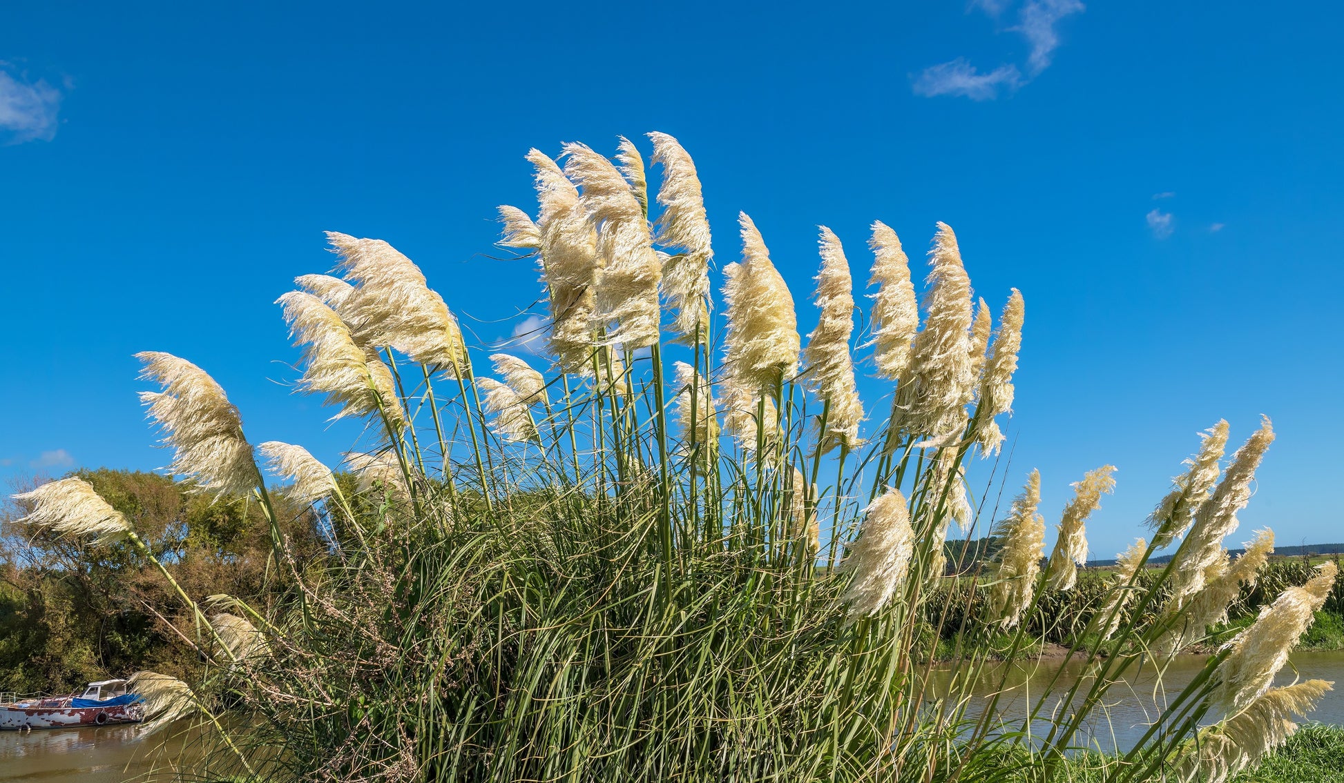 canhot seeds -100pcs blue pampas grass cortaderia selloana flower 200 WHITE PAMPAS GRASS Cortaderia Selloana Ornamental Flower Seeds