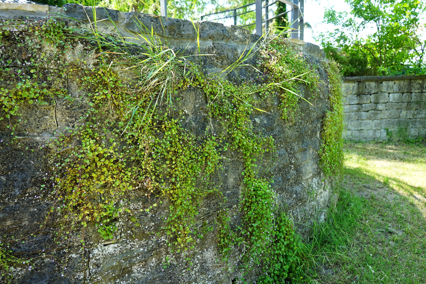 100 KENILWORTH IVY (Ivy-Leaved Toadflax) Cymbalaria Muralis Vine Flower Seeds