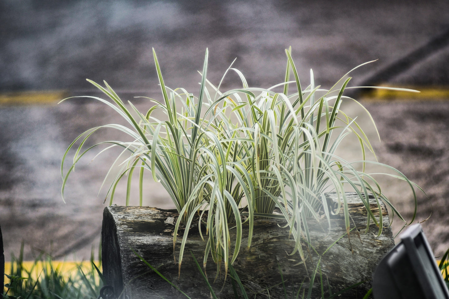 1000 Variegated RIBBON GRASS Reed Canary Phalaris Arundinacea Pink Flower Seeds