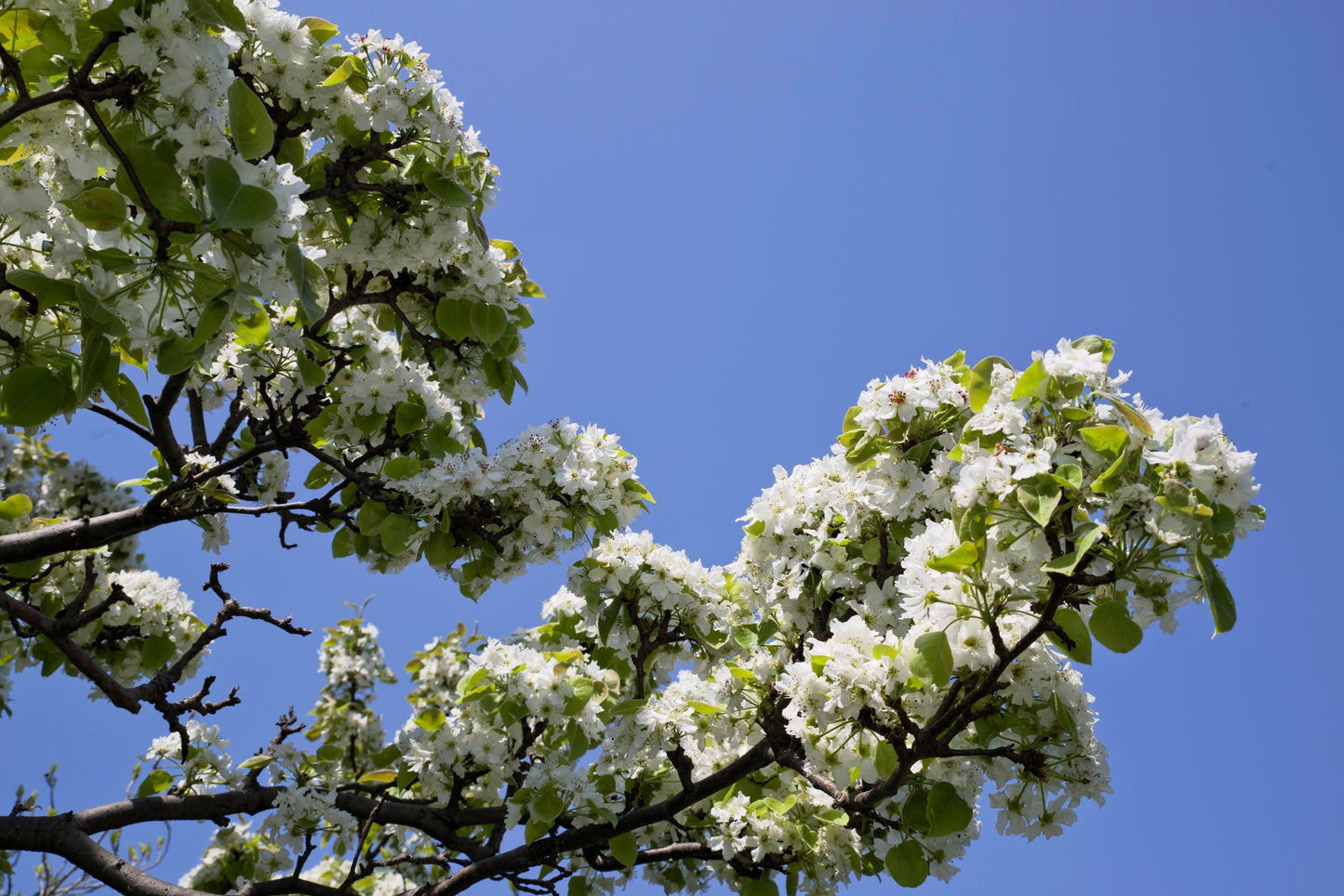 20 ASIAN PEAR TREE Pyrus Pyrifolia Oriental Japanese Fruit Seeds