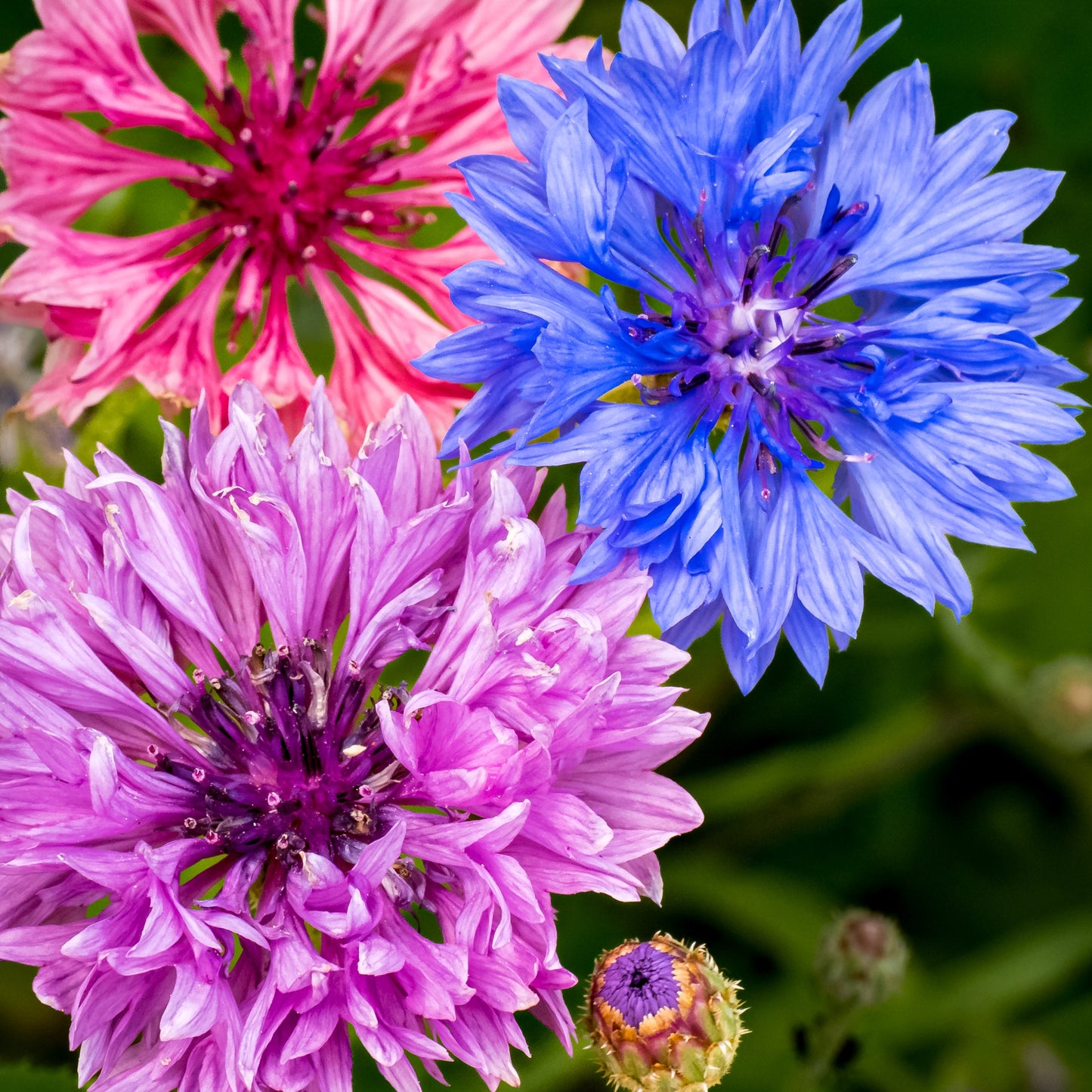 1000 Mixed BACHELORS BUTTON CORNFLOWER Centaurea Seeds