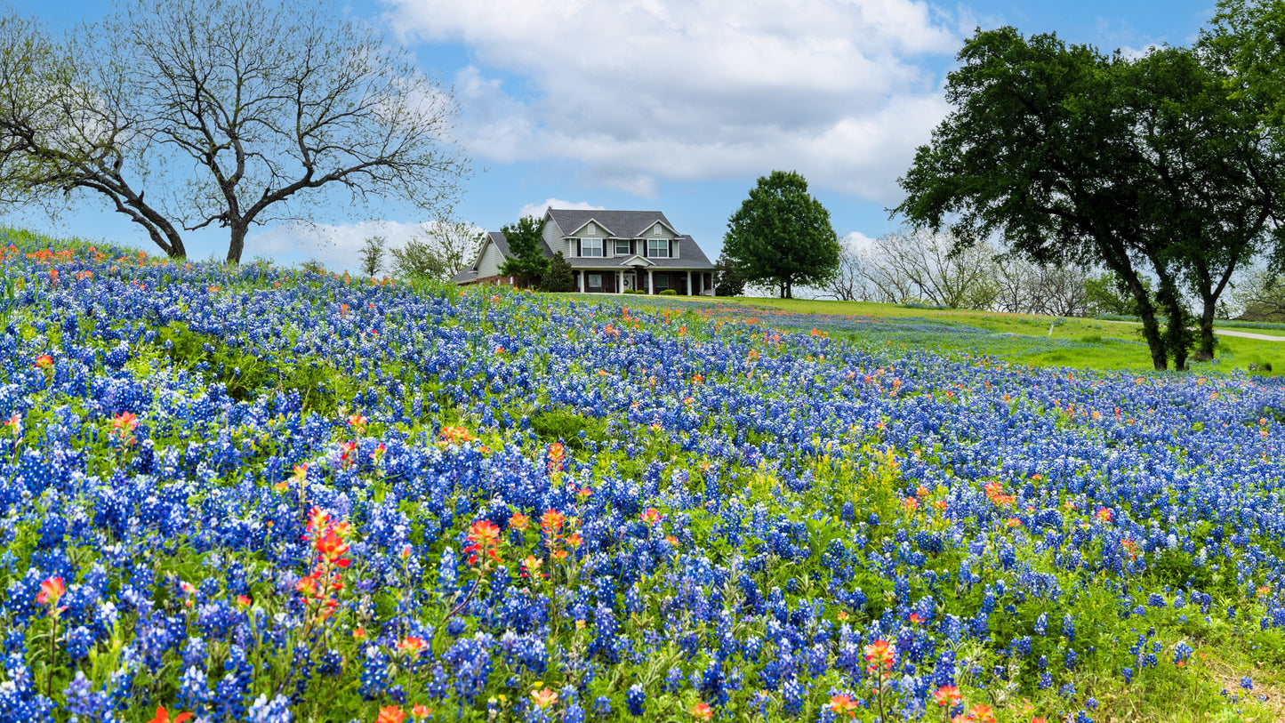 150 TEXAS BLUEBONNET LUPINE Lupinus Texensis Flower Seeds