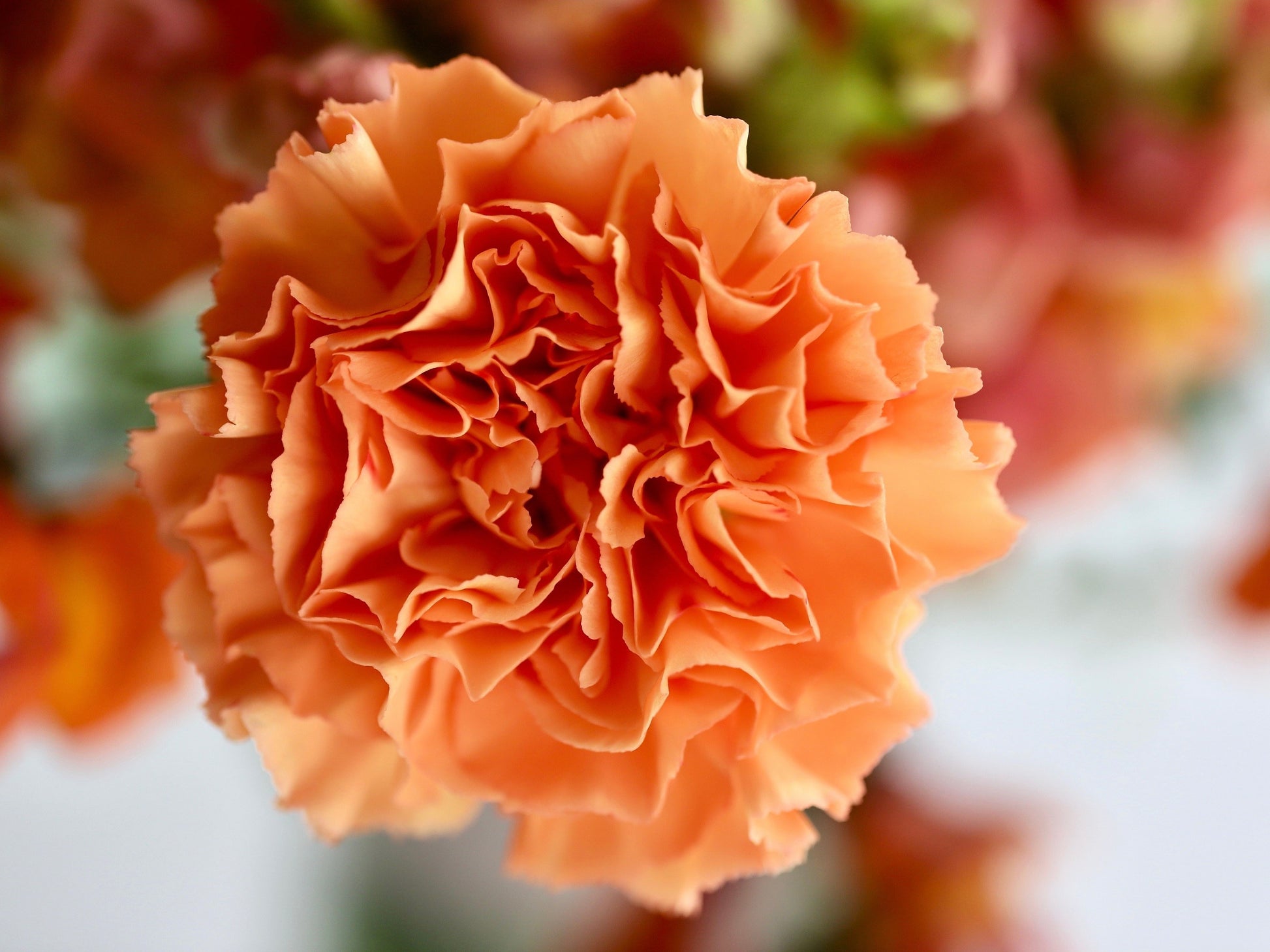 where are the seeds in a carnation flower 50 ORANGE CARNATION Dianthus Caryophyllus Chabaud Double Flower Seeds