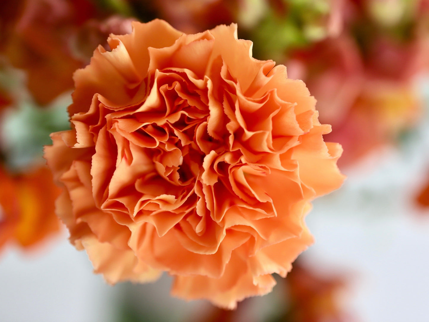 50 ORANGE CARNATION Dianthus Caryophyllus Chabaud Double Flower Seeds