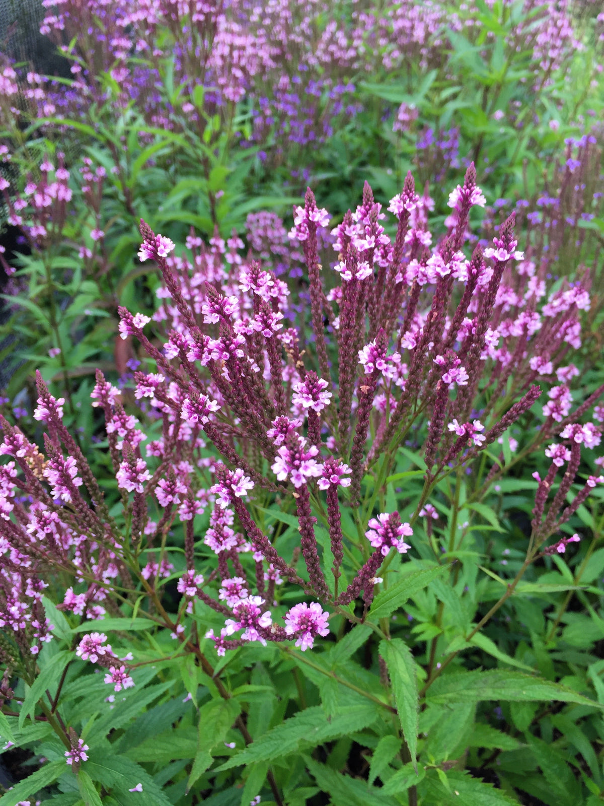 1000 Pink VERVAIN Verbena Hastata Rosea Native Flower Seeds