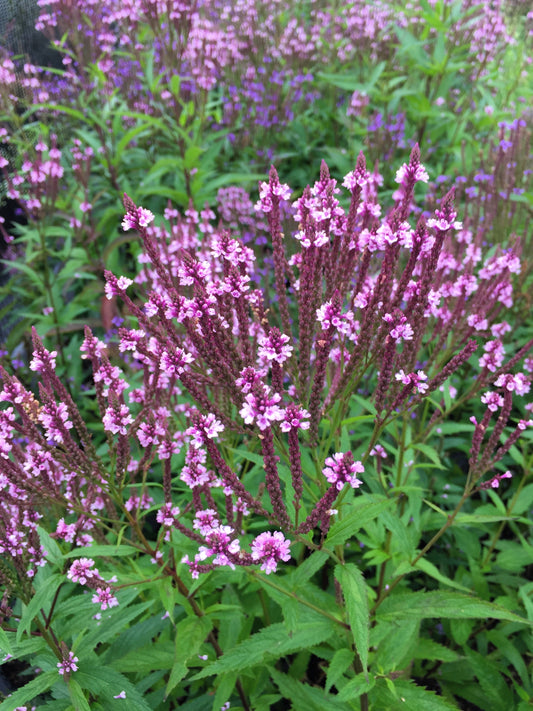 1000 Pink VERVAIN Verbena Hastata Rosea Native Flower Seeds