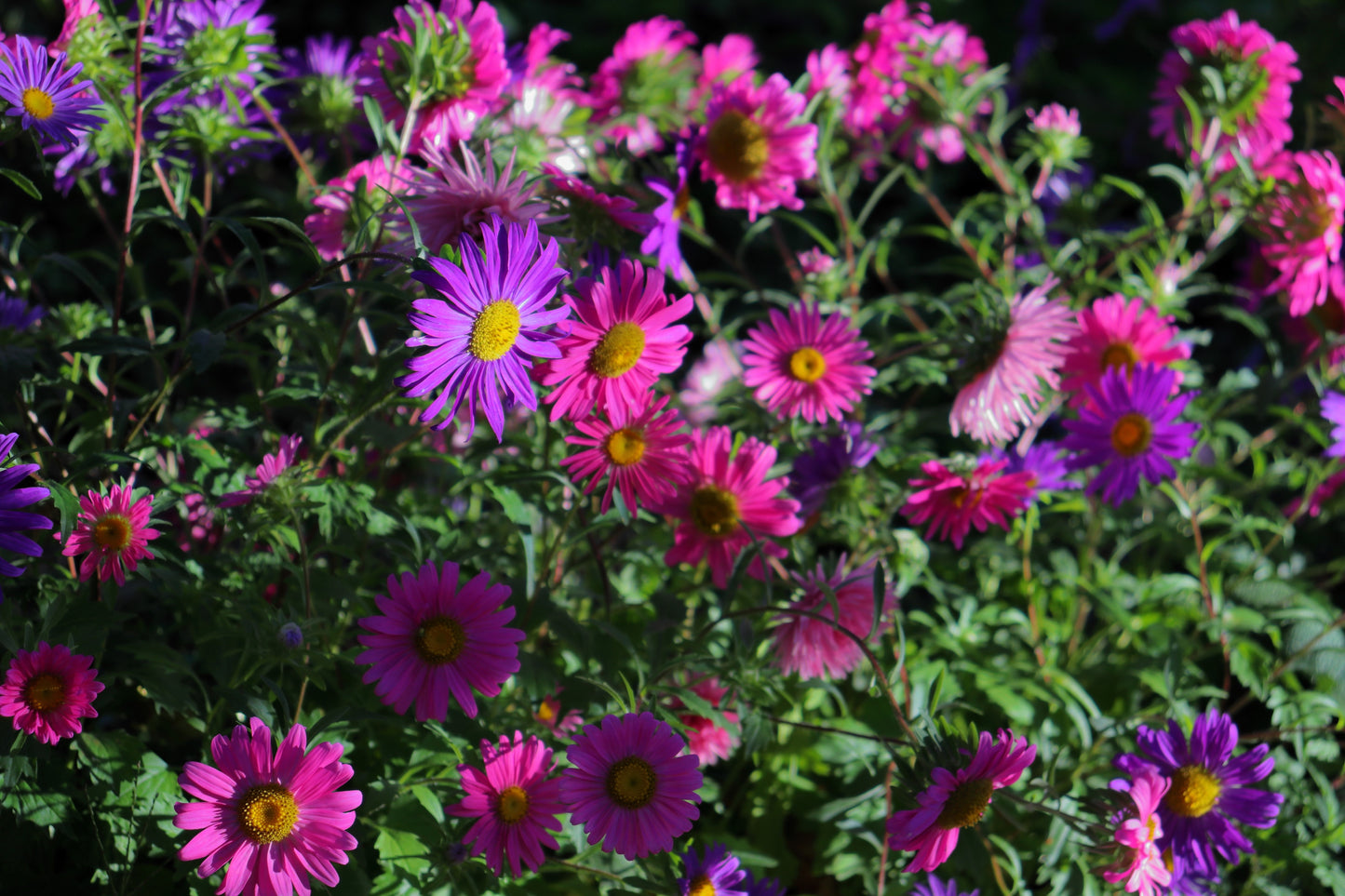 250 MIXED Colors CHINA ASTER Callistephus Chinensis Flower Seeds
