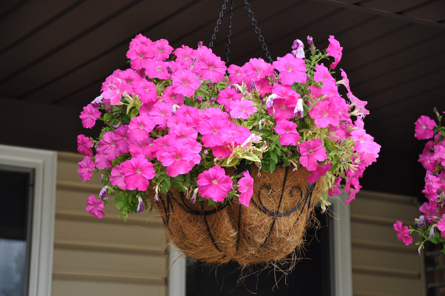 100 PINK PETUNIA Hybrida Pollinator Garden Container Flower Seeds