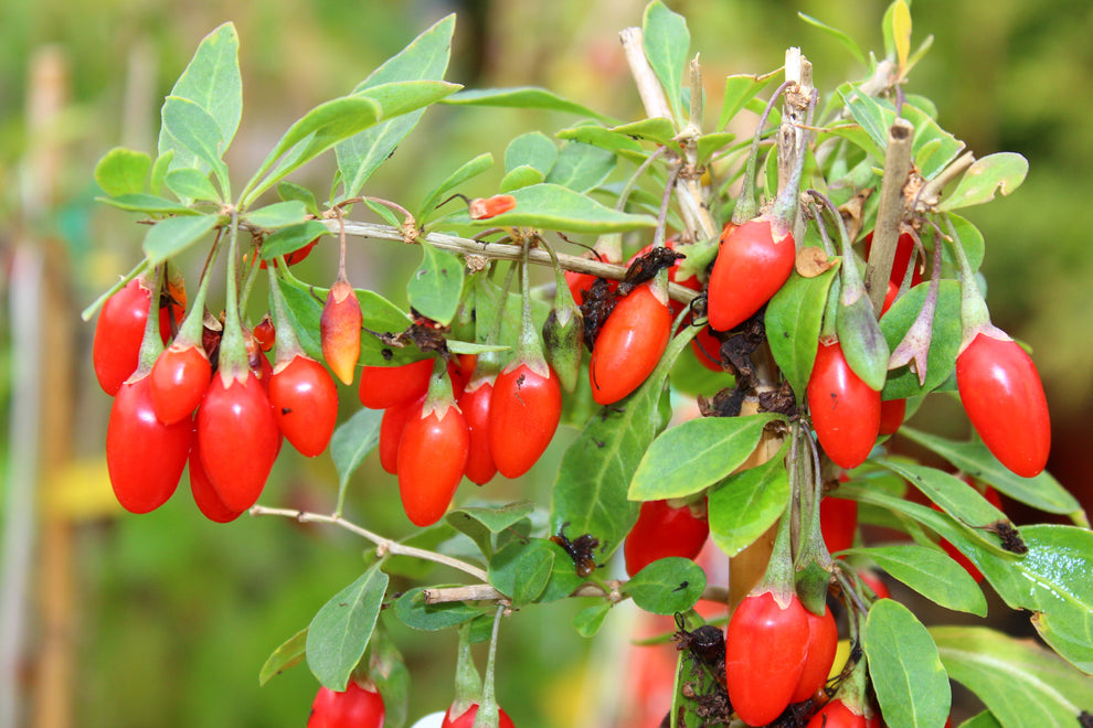 100 HIMALAYAN Tibetan GOJI BERRY Fruit Wolfberry Bush Lycium Barbarum ...