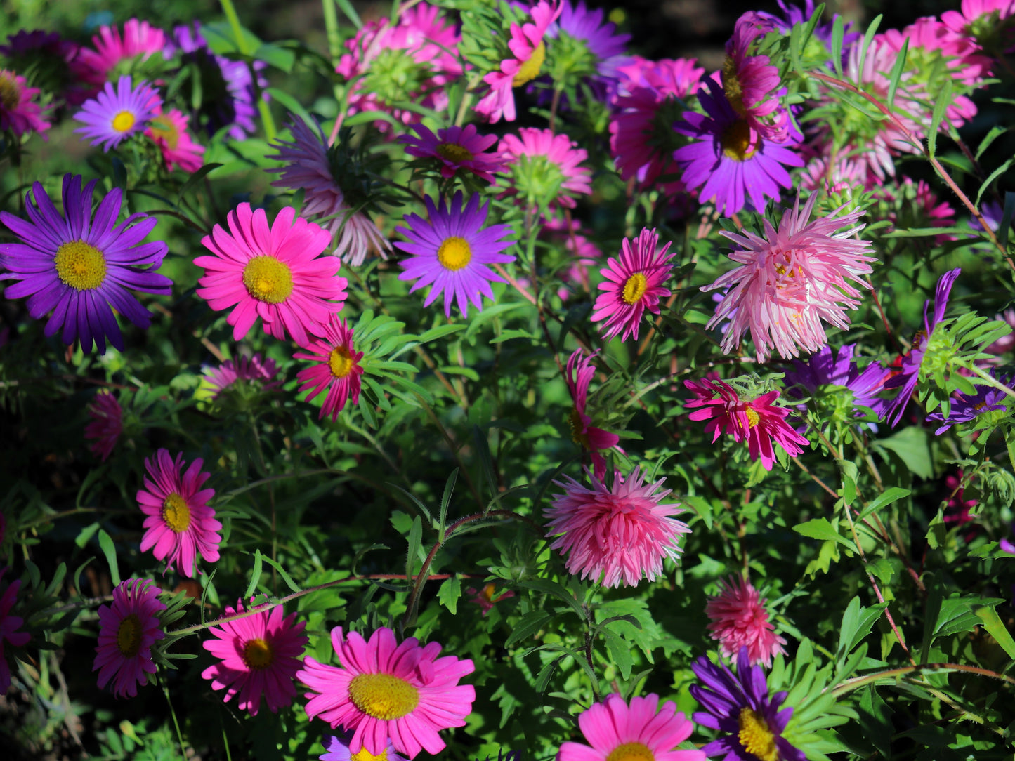 250 MIXED Colors CHINA ASTER Callistephus Chinensis Flower Seeds