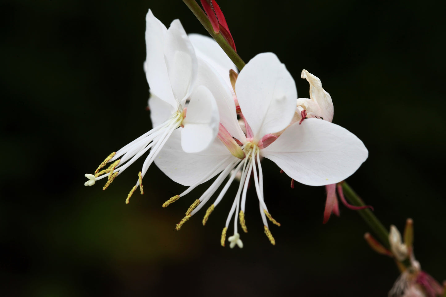 100 White GAURA WHIRLING BUTTERFLIES Gaura Lindheimeri Flower Seeds