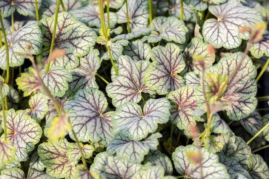 50 HEUCHERA Americana CORAL BELLS Dale's Strain American Alumroot Flower Seeds