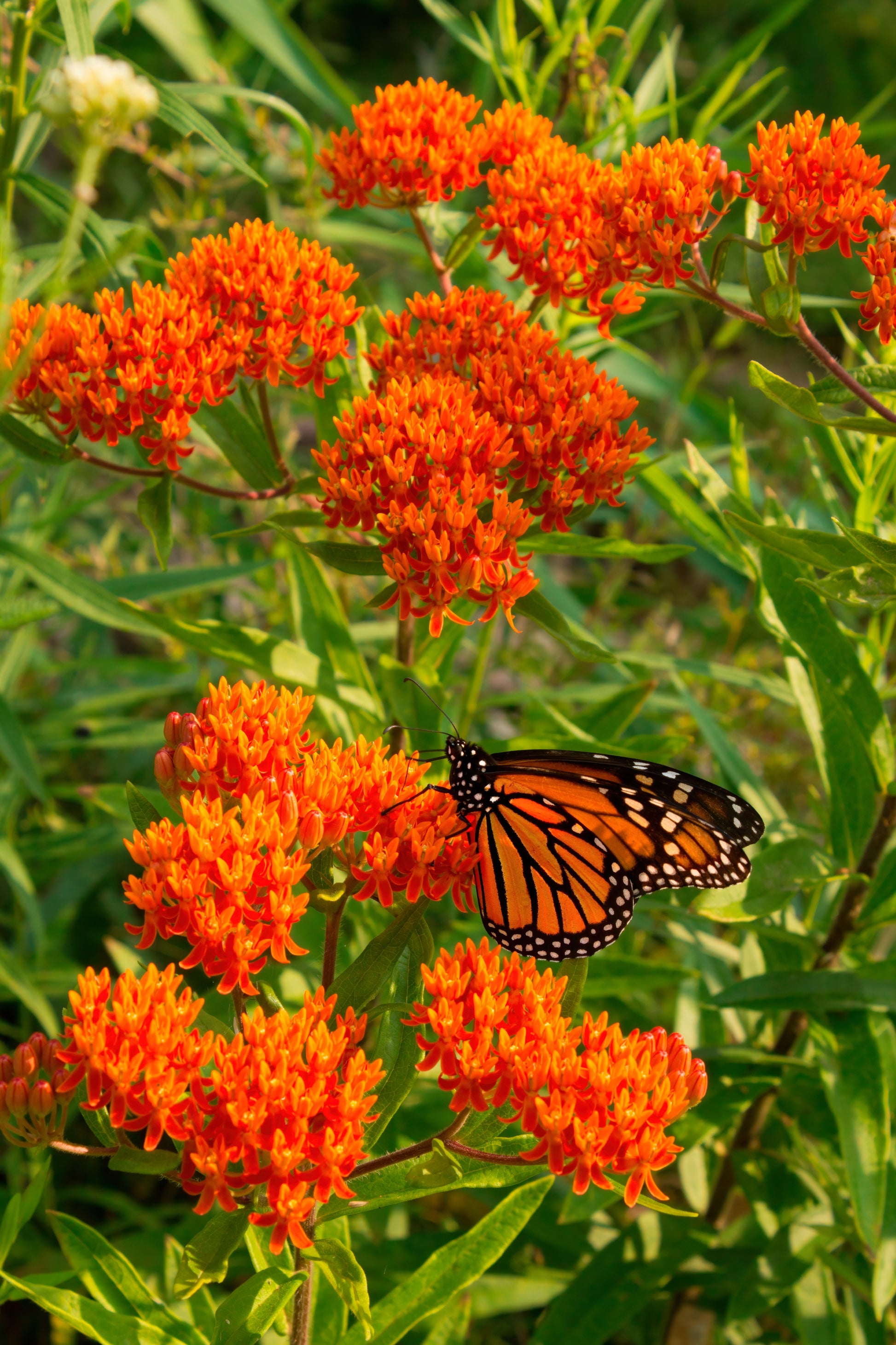 butterfly flower seed 30 ORANGE BUTTERFLY MILKWEED Asclepias Tuberosa Flower Seeds