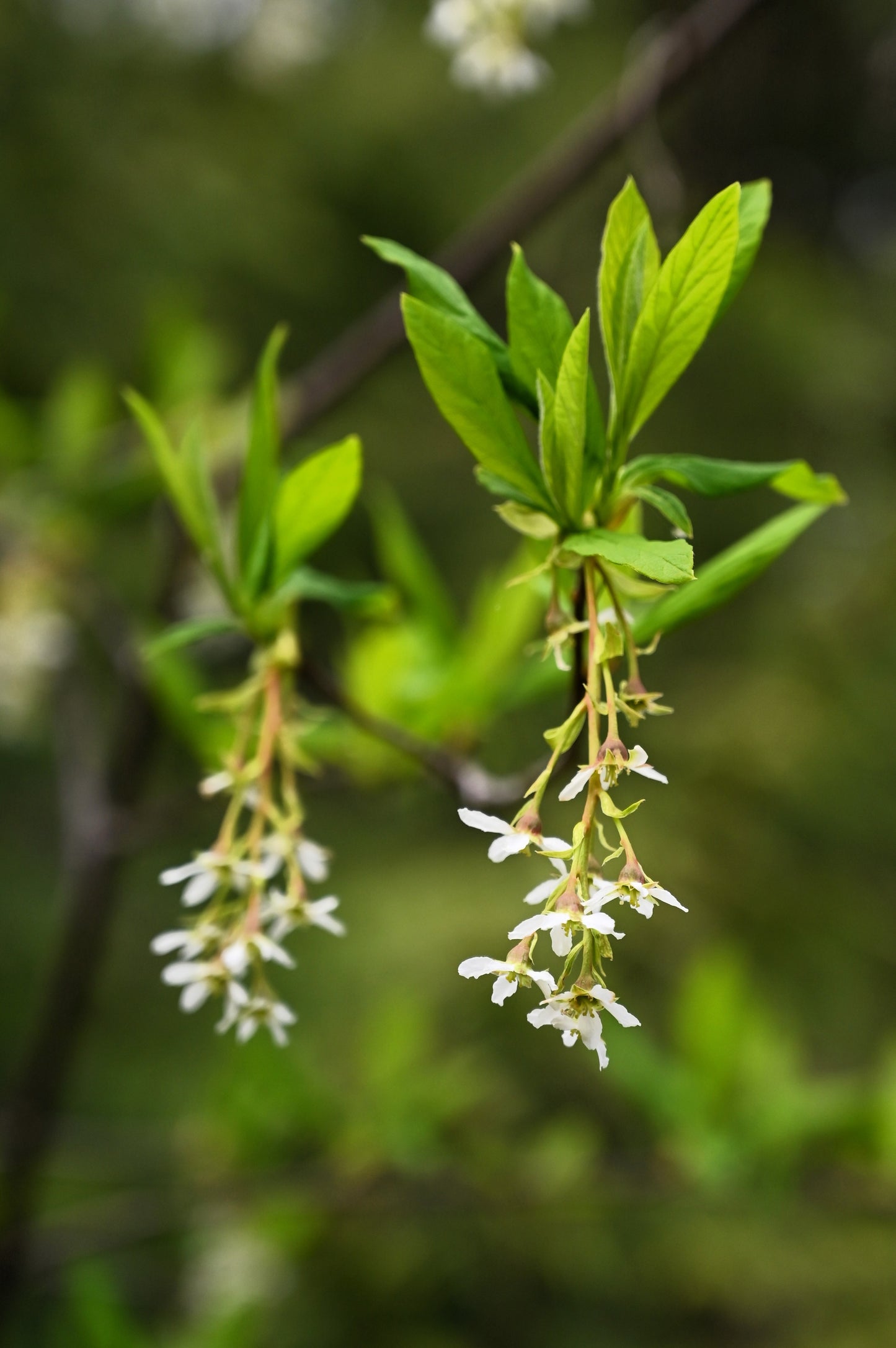 15 INDIAN PLUM Osoberry Oregon Oso Berry Oemleria Cerasiformis Fruit Shrub Seeds