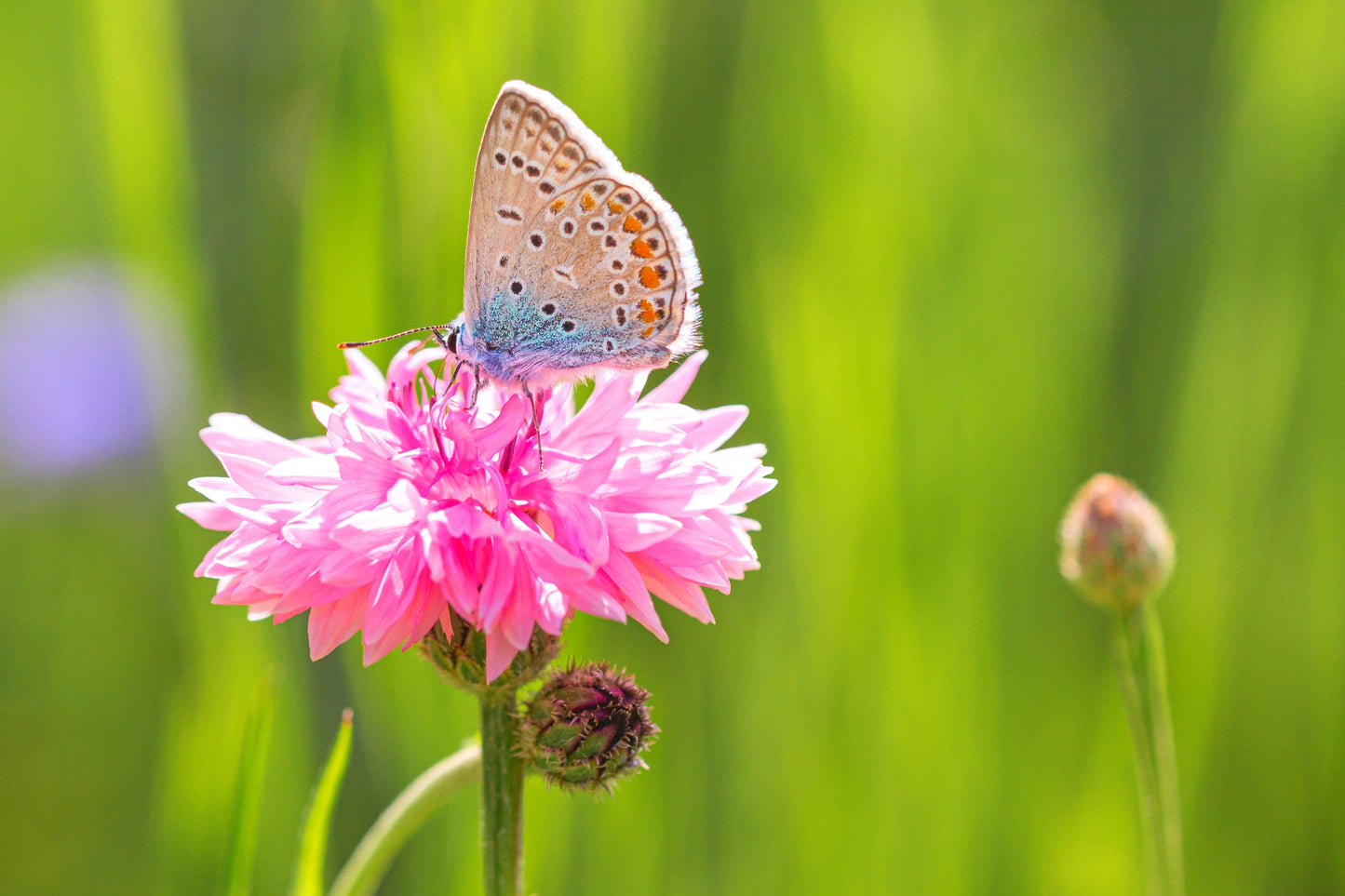 750 Pink BACHELOR'S BUTTON / CORNFLOWER Centaurea Cyanus Flower Seeds