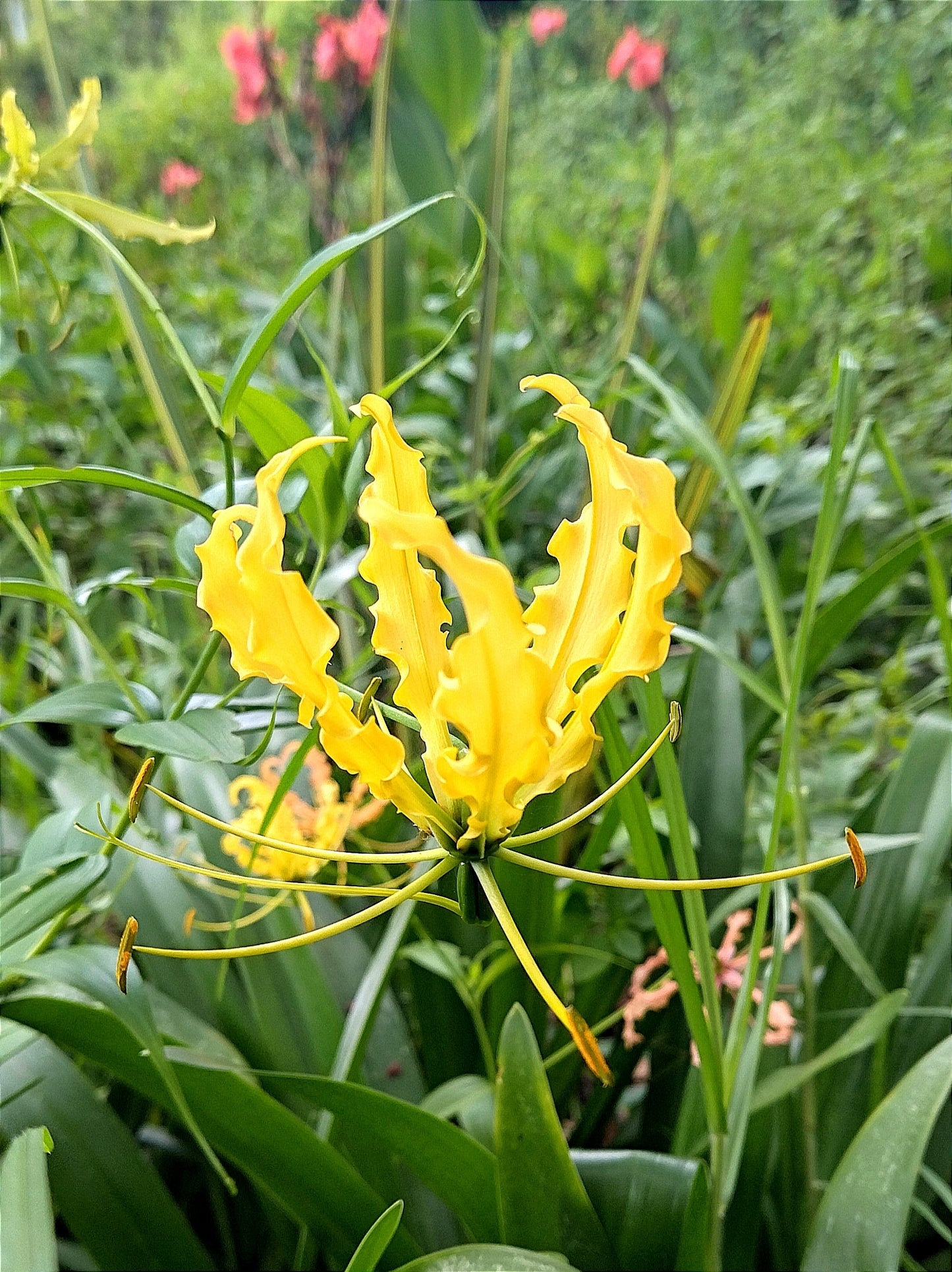 10 YELLOW GLORIOSA LILY Flame Lily Gloriosa Lutea Flower Vine Seeds