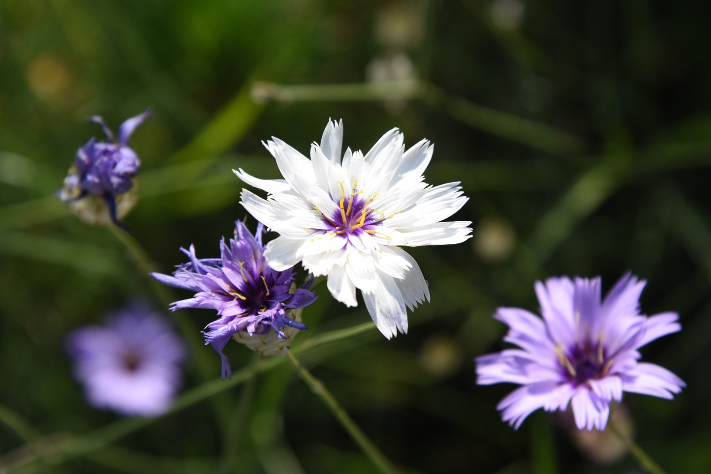 25 WHITE CUPID'S DART Love Plant Catananche Caerulea Flower Seeds