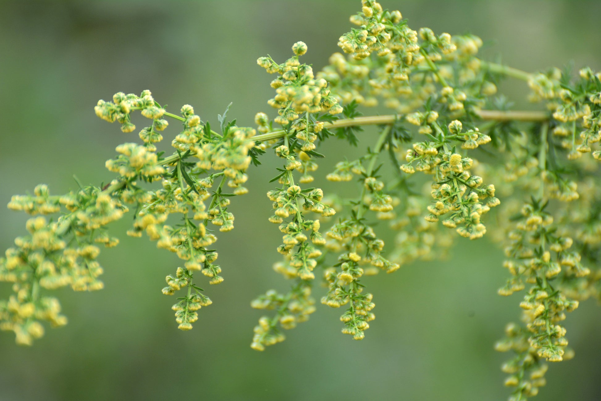 1000 SWEET WORMWOOD Artemisia Annua Sweet Annie Mugwort Sagewort Fragrant Herb Seeds