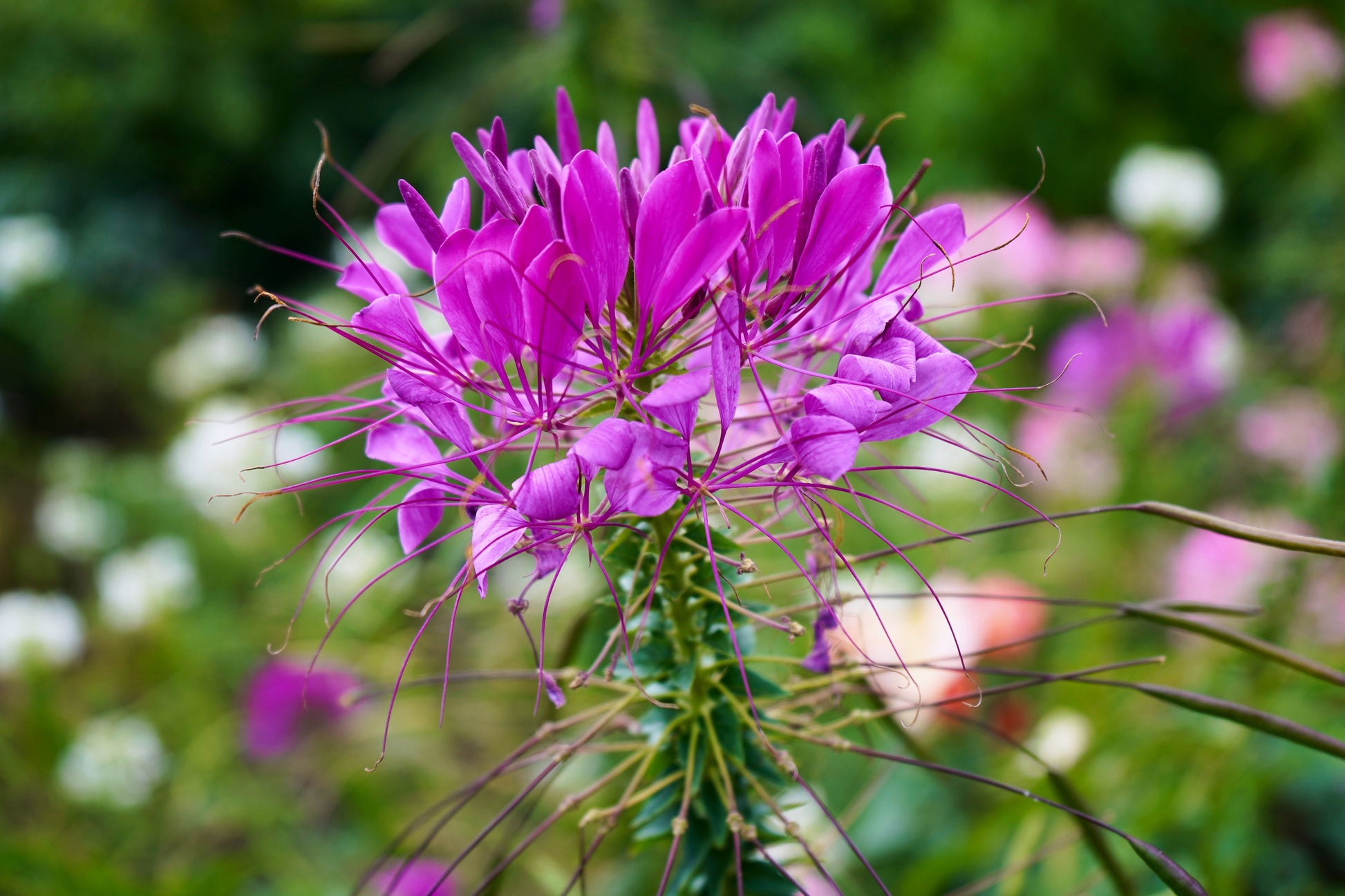 perennial spider plant with purple flowers 100 VIOLET QUEEN CLEOME Hassleriana Cleome Spinosa Purple Spider Flower Seeds