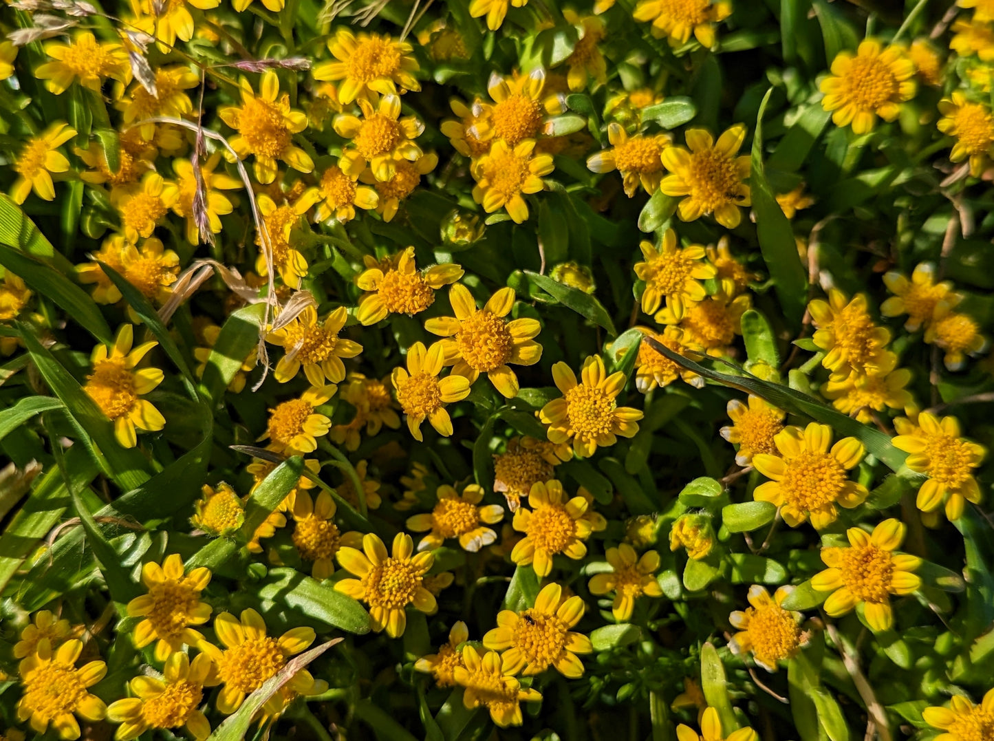 1500 CALIFORNIA SUNSHINE GOLDFIELDS Lasthenia Glabrata Yellow Flower Seeds