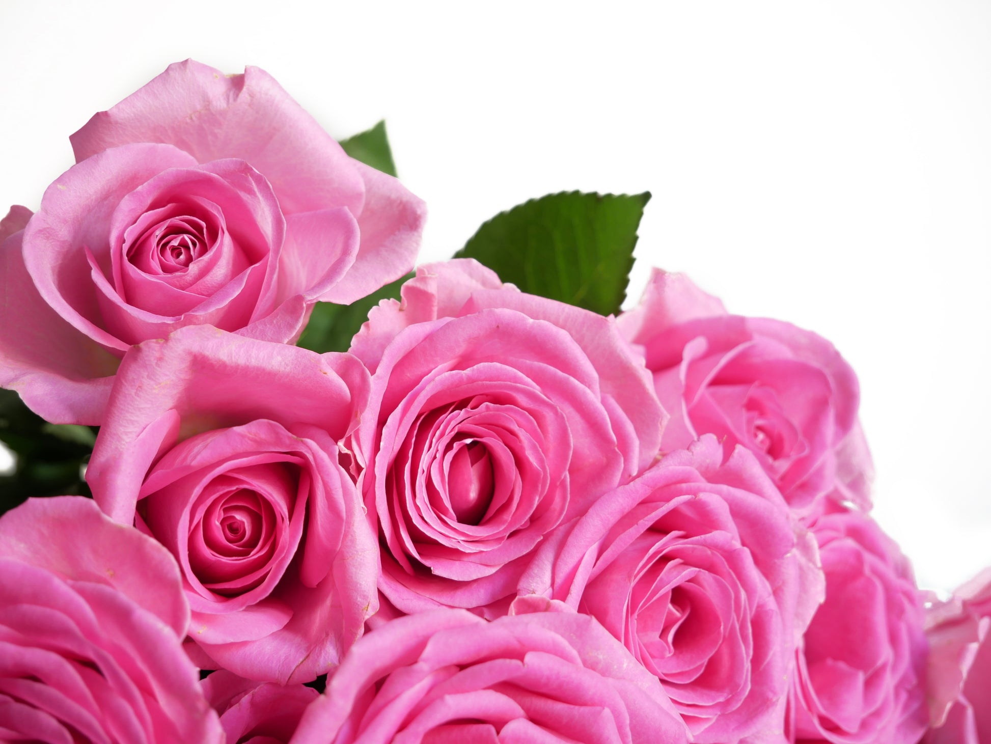 pink rose bush seeds 5 PINK ROSE Rosa Bush Shrub Perennial Flower Seeds