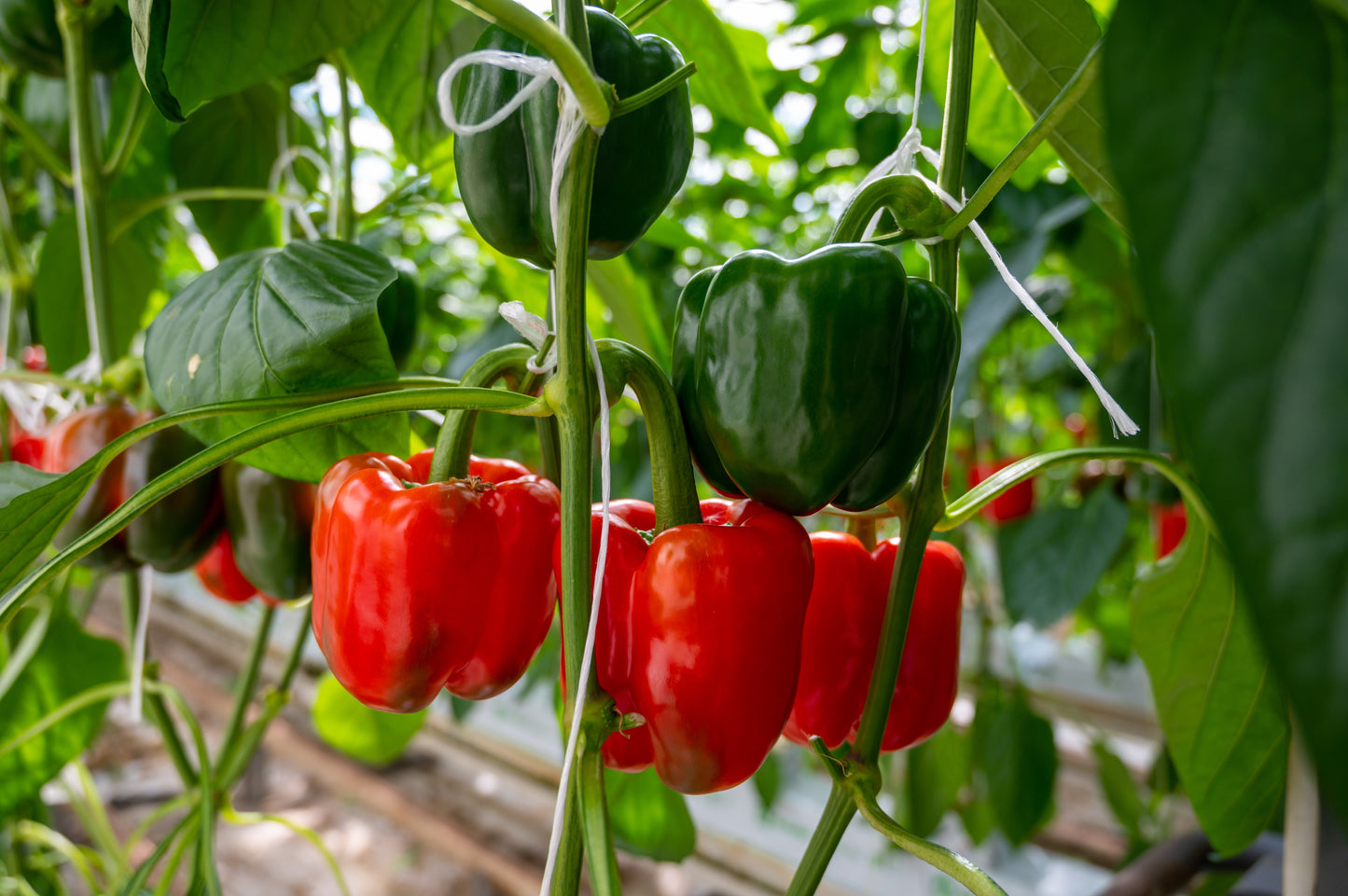 20 Organic Red MINI BELL PEPPER Sweet Mild Miniature Capsicum Annuum Vegetable Seeds