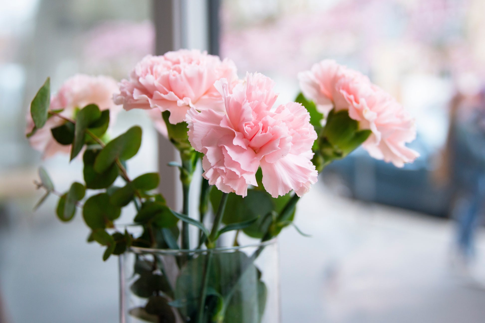 carnation seed to flower time 50 La France PINK CARNATION Dianthus Caryophyllus Chabaud Flower Seeds