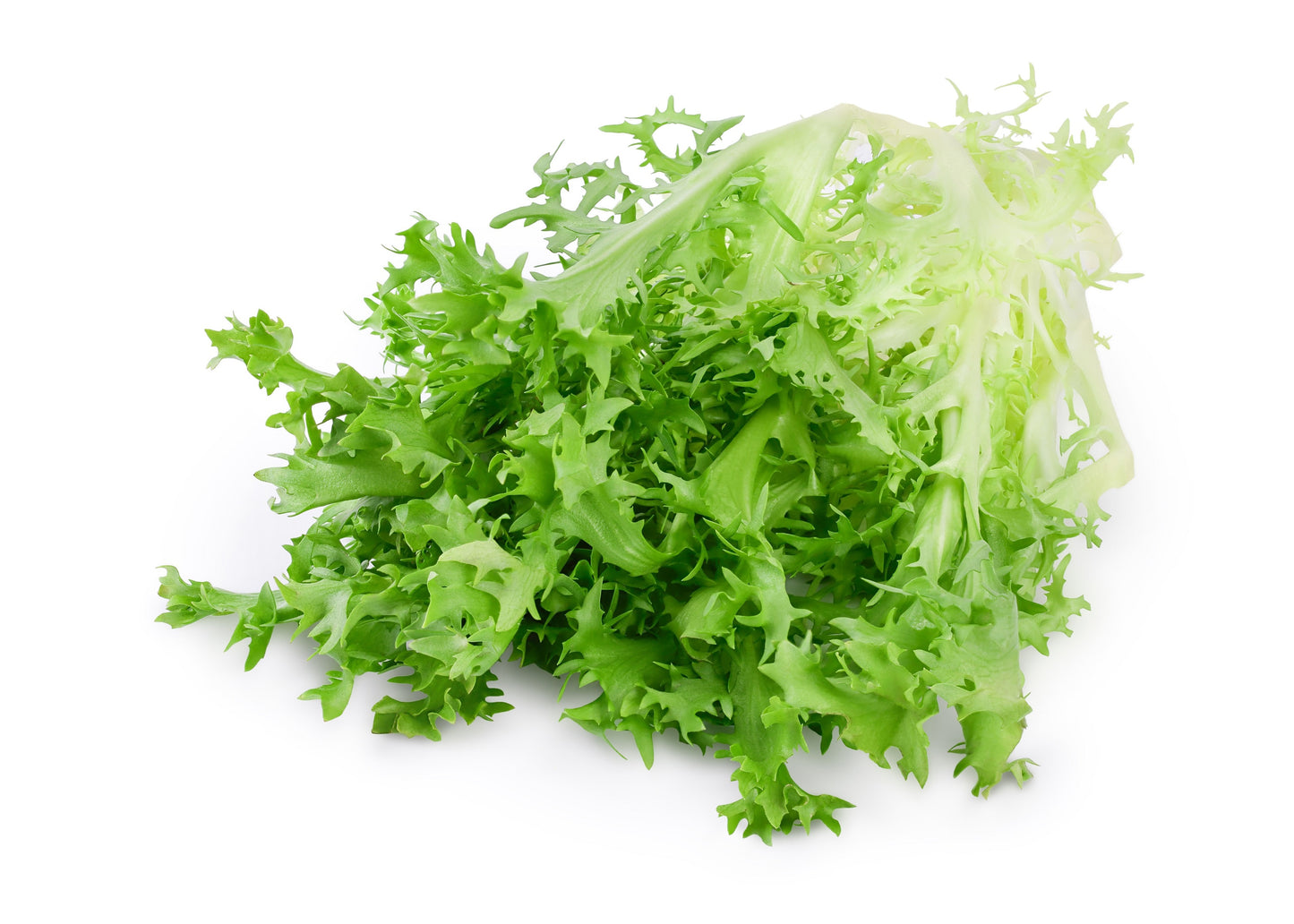3000 GREEN CURLED ENDIVE (Frisée / Salad Endive / Moss Curled Endive / Escarole) Cichorium Endivia Vegetable Seeds