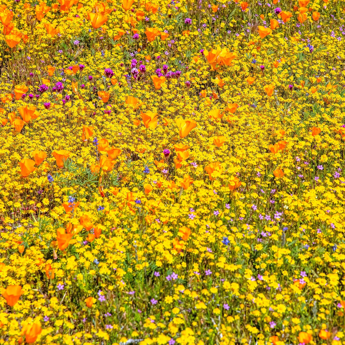 1500 CALIFORNIA SUNSHINE GOLDFIELDS Lasthenia Glabrata Yellow Flower Seeds