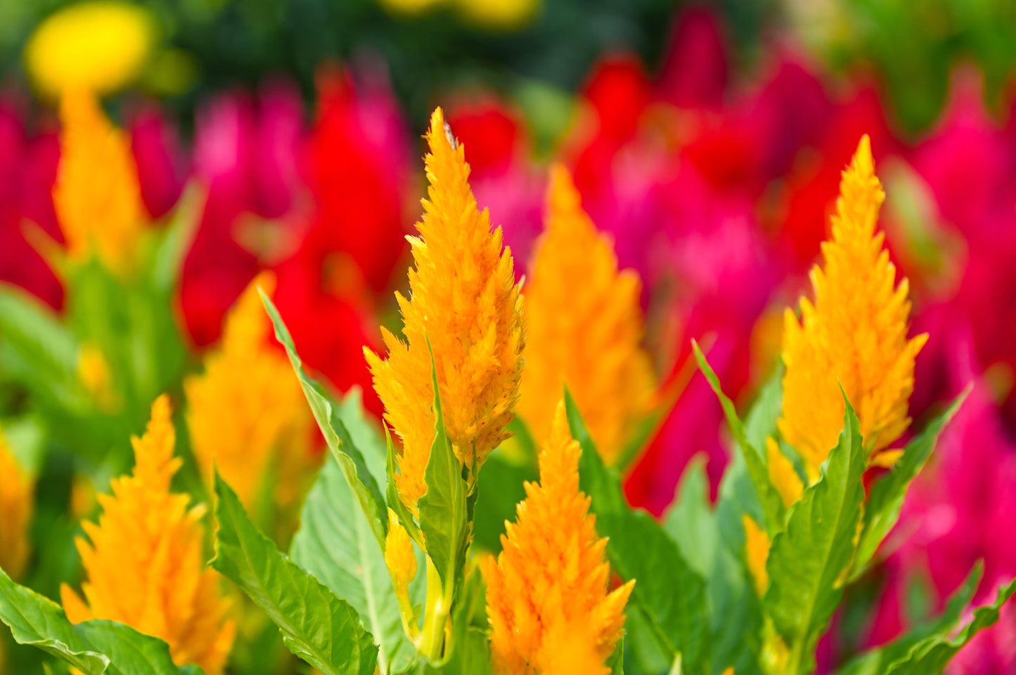 150 Mixed PAMPAS PLUMES COCKSCOMB Celosia Plumosa Flower Seeds