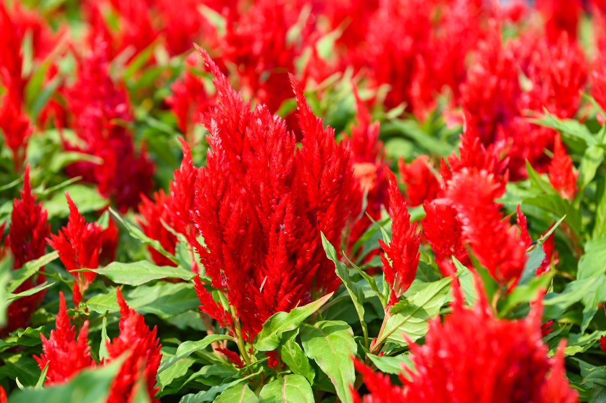 100 RED Forest Fire COCKSCOMB CELOSIA Plumosa Seeds