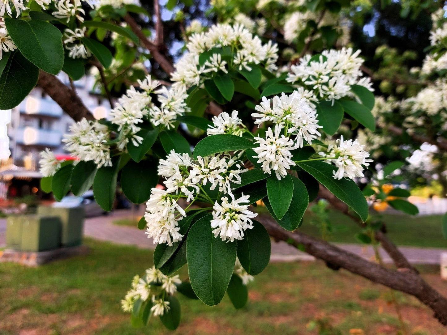 20 SEVEN SON Shrub Tree Heptacodium Miconioides White Red Flower Seeds