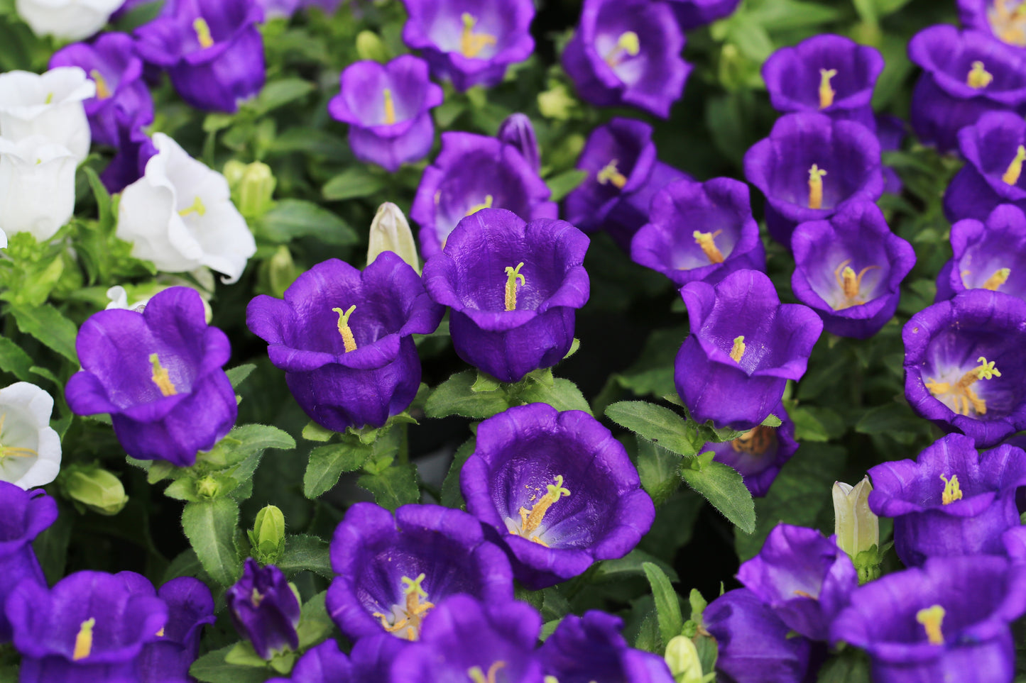 200 Blue CANTERBURY BELLS - CAMPANULA Medium Flower Seeds