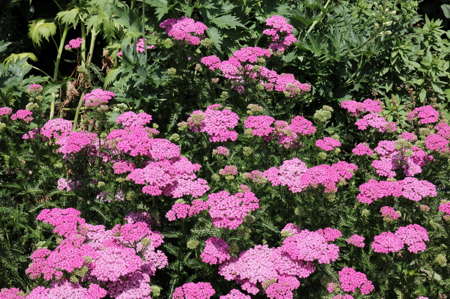 250 PINK Cerise QUEEN YARROW Achillea Millefolium Flower Seeds