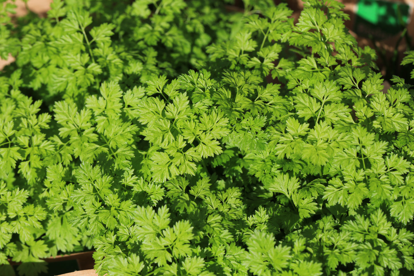 200 BRUSSELS WINTER CHERVIL Anthriscus Gourmet European Heirloom Herb Vegetable Seeds