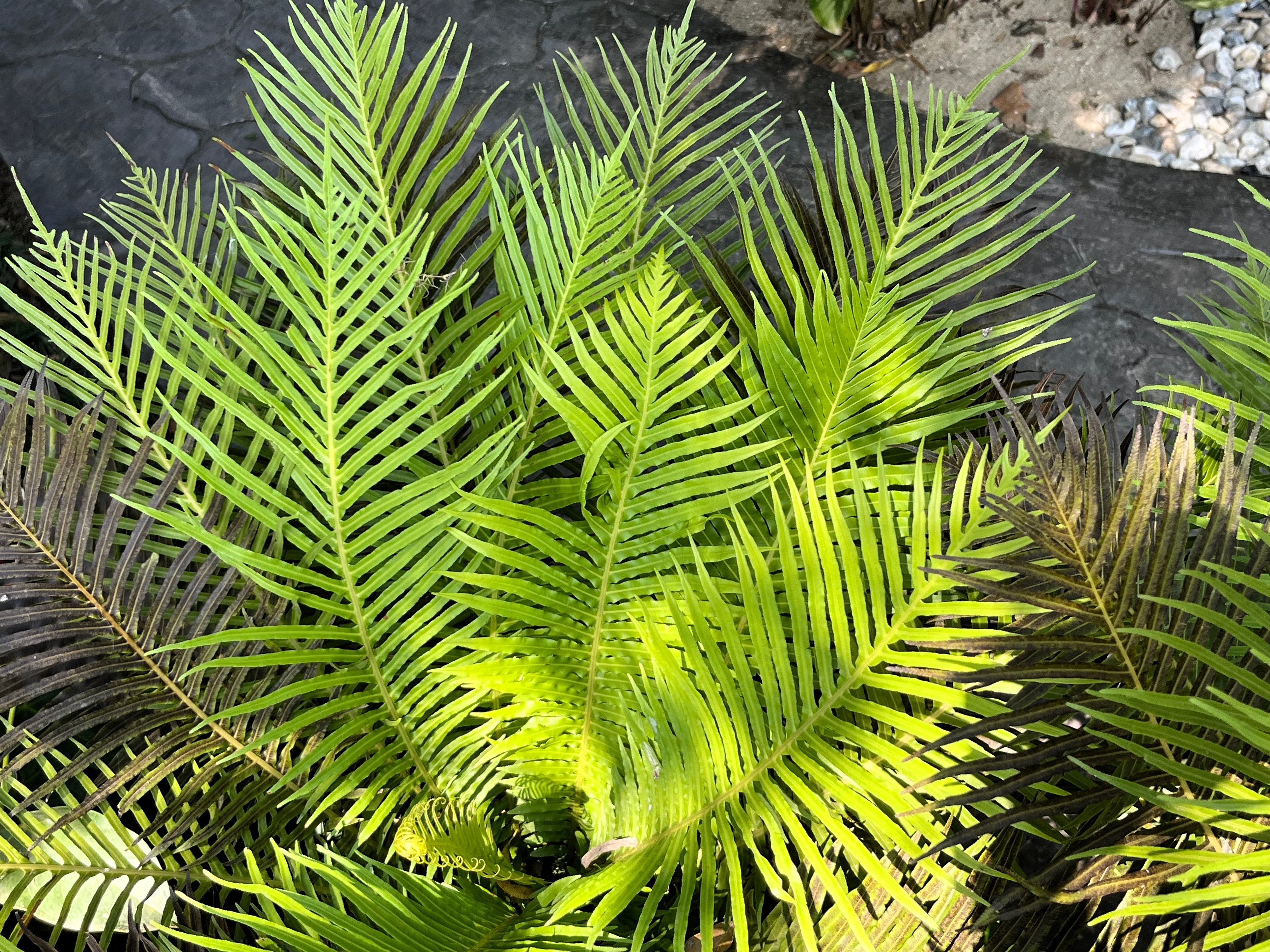 Seedville Bamboo Palm Seeds - Thumbnail 3
