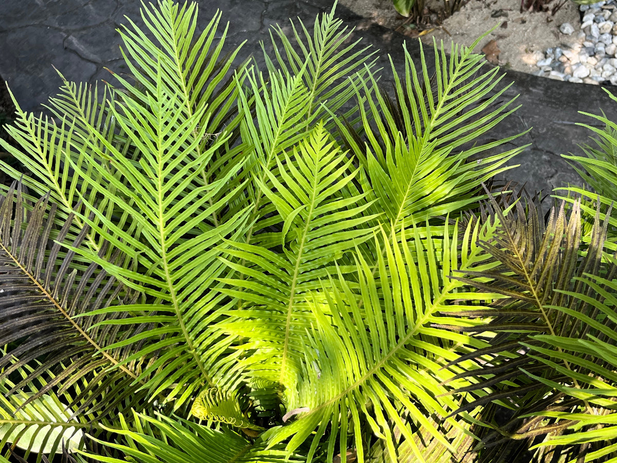 5 BAMBOO PALM Chamaedorea Seifrizii Reed or Parlor Palm Tree Sun Shade ...