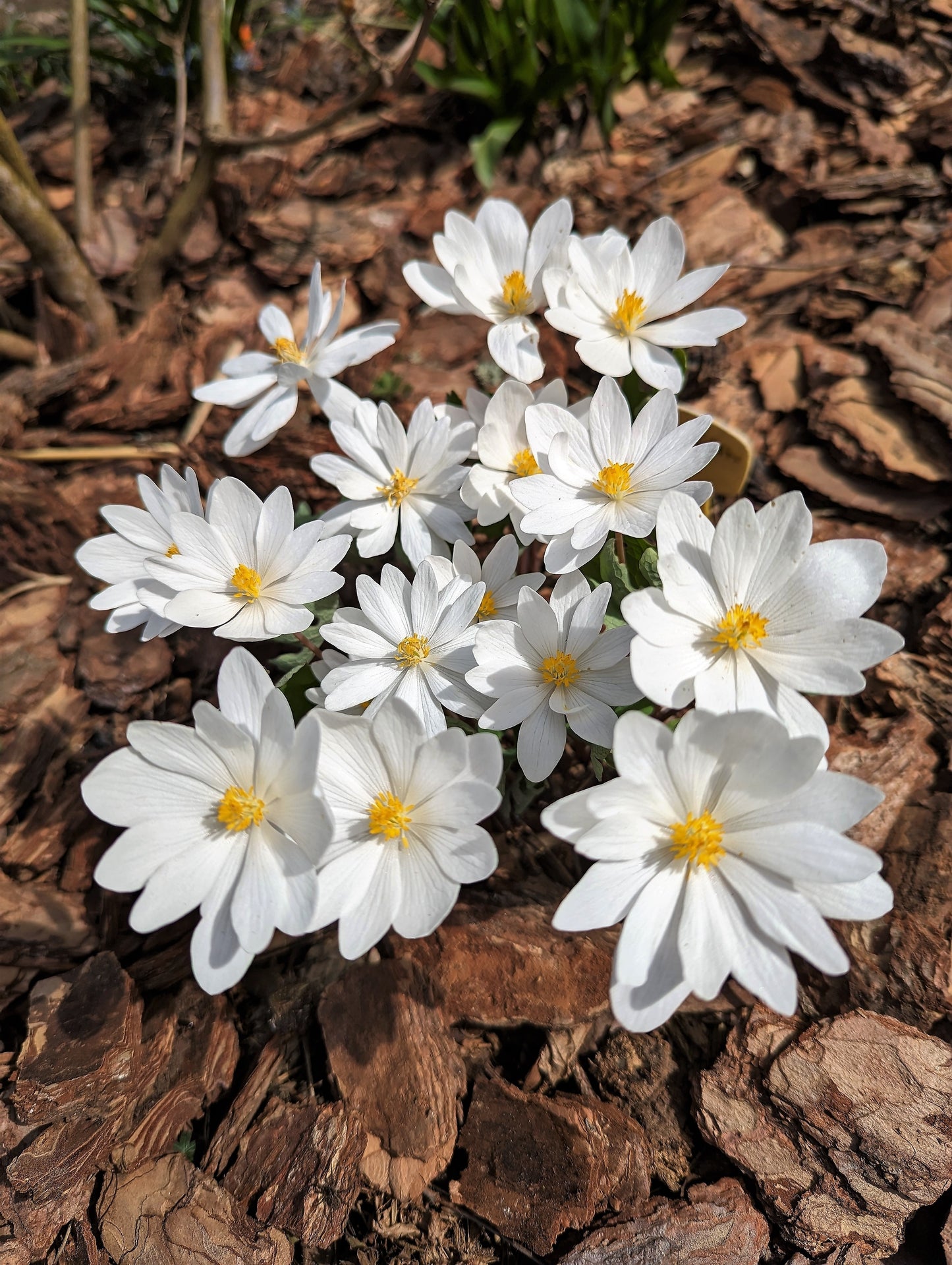 10 White BLOODROOT Sanguinaria Canadensis Shade Ground Cover Flower Seeds