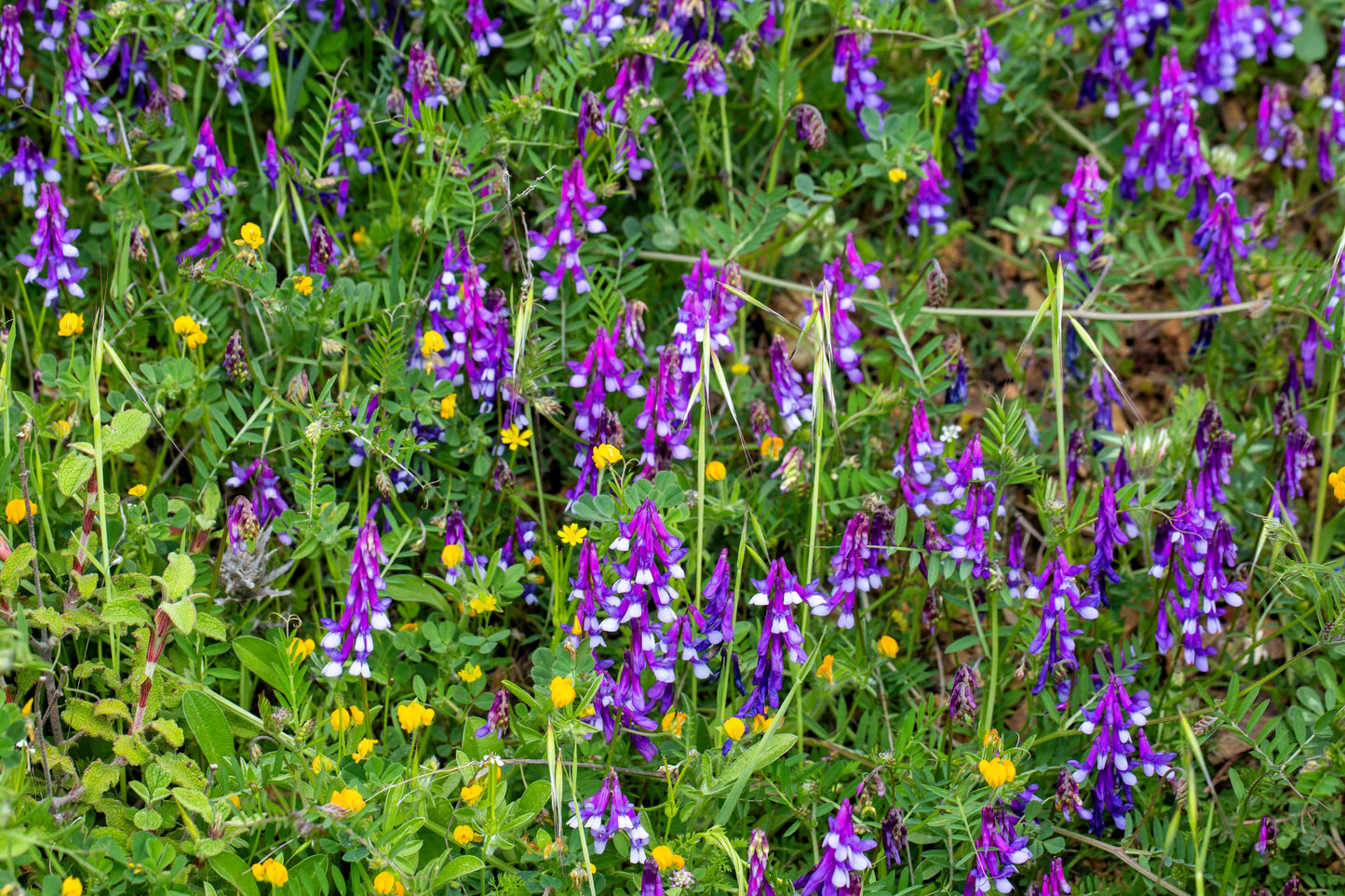 100 HAIRY CROWN VETCH (Russian Vetch) Vicia Villosa Flower Vine Seeds