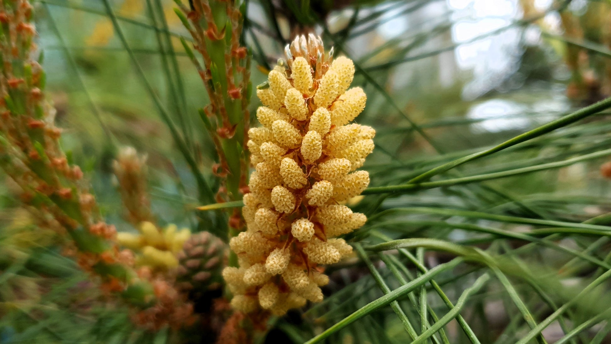 pine seeds for planting 10 RED Japanese PINE TREE Korean Pinus Densiflora Evergreen Seeds – Seedville USA