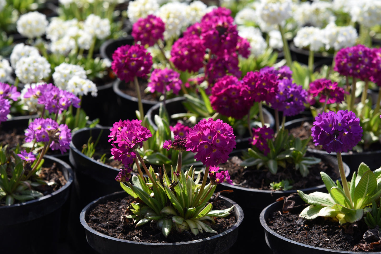 30 DRUMSTICK PRIMROSE MIX Primula Denticulata Mixed Colors Himalayan Moist Flower Seeds